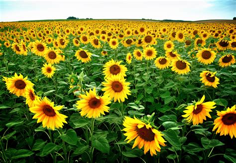 Yellow Sunflower flower field at daytime HD wallpaper | Wallpaper Flare