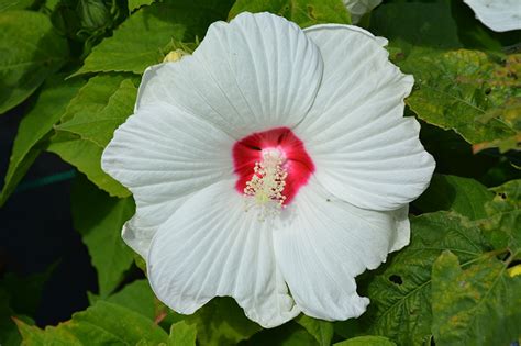 Luna™ White Hibiscus - Buchanan's Native Plants