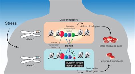 Genetic variation in certain DNA enhancers helps explain human ...