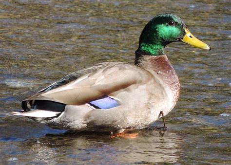 Mallard | Feathers, water and sunlight! | Eric Swensson | Flickr