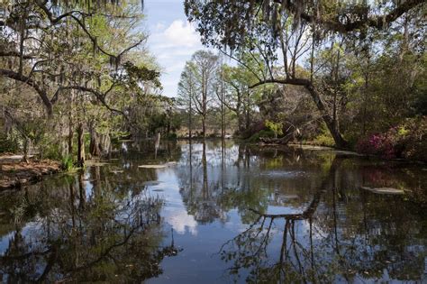 Charleston Daily Photo: Swamp Walking - Magnolia Plantation