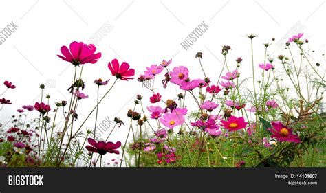 Red Flowers (Forest Image & Photo (Free Trial) | Bigstock