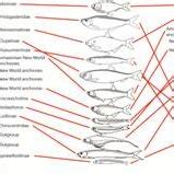 (PDF) Systematics of Clupeiformes and testing for ecological limits on species richness in a ...