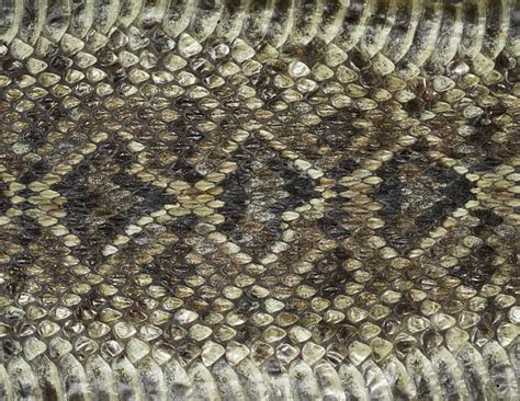 Diamondback Rattlesnake Stock Photos, Pictures & Royalty-Free Images - iStock