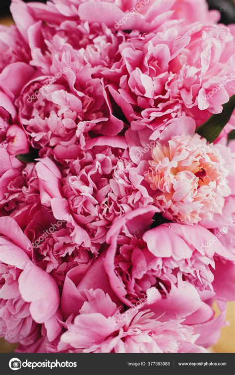 Beautiful Peonies Background Stylish Pink Peony Wallpaper Vertical Image Hello — Stock Photo ...