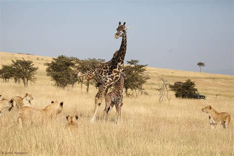 Giraffes vs lions - Africa Geographic