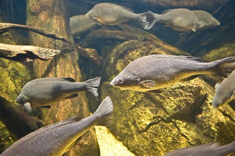 Native Australian Fish Sydney Aquarium | 2minutes | Flickr