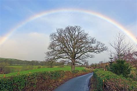 Rainbow Tree | Tejvan Pettinger | Flickr
