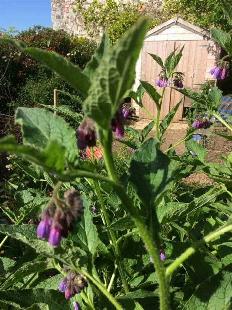 How To Grow Comfrey: Care, Types & Growing Tips | Happy DIY Home