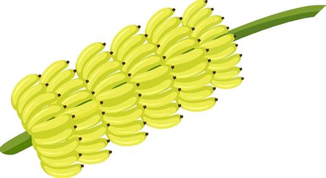 Bunch of banana isolated cartoon style on white background 2288521 Vector Art at Vecteezy