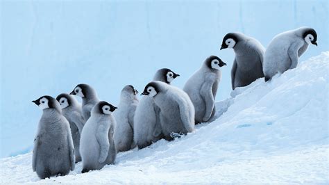 Winter Penguin Wallpapers - Top Free Winter Penguin Backgrounds ...