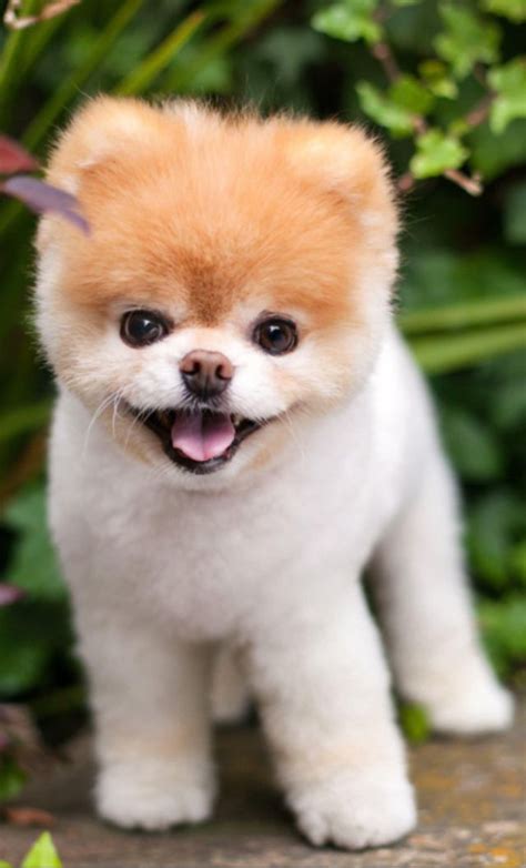 Pomeranian Boo Videos - Pets Lovers