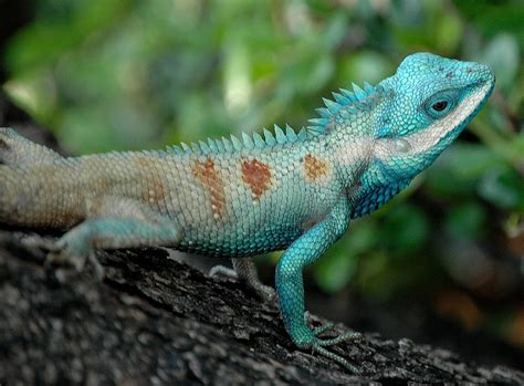 Calotes mystaceus - Wikipedia