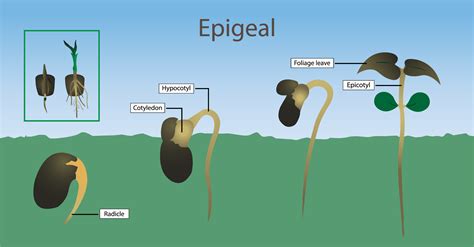 Germination and its types — lesson. Science CBSE, Class 10.