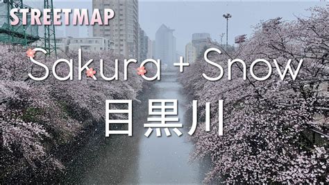 [STREETMAP] 4K Tokyo Sakura in Snow @Meguro River, First Time after 50 Years (GoPro HERO8 Black ...