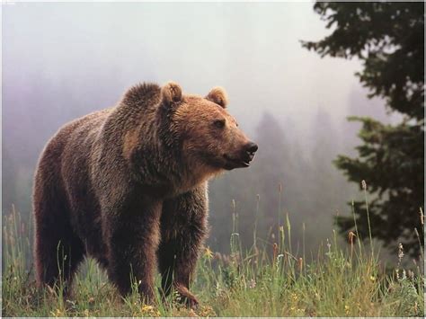 Pictures Of Grizzly Bears wallpaper | 1024x768 | #58890