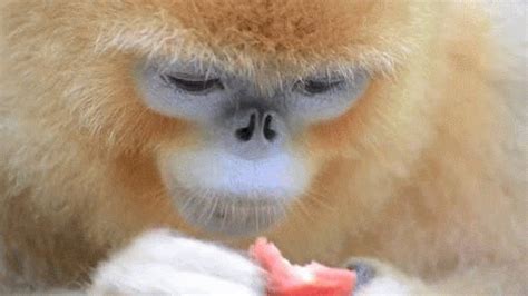 Monkey GIF - Find & Share on GIPHY