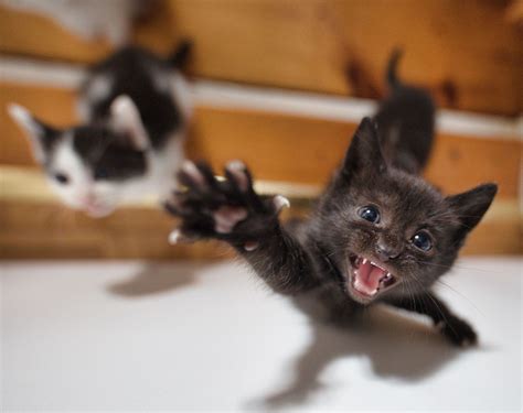 Angry kitten by per.eisele | Kitten, Cats, Feline