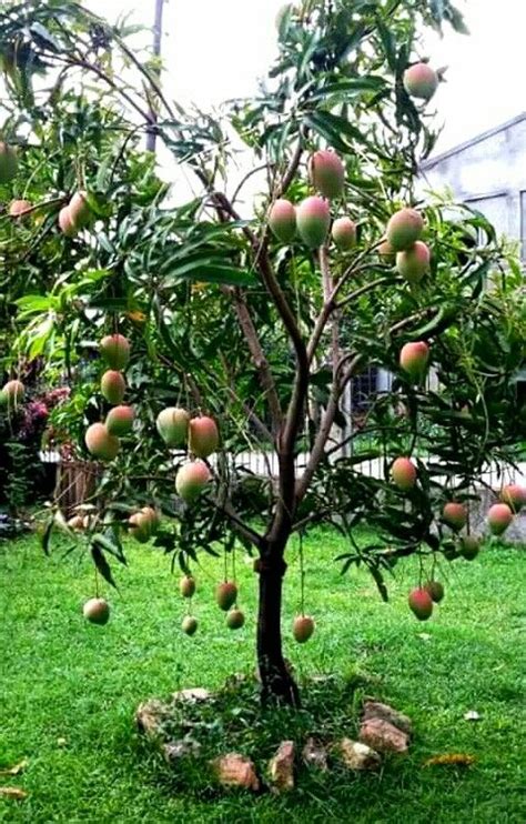 Dwarf Mango tree & fruit | Fruit garden, Mango tree, Rose garden design