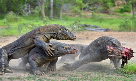 The Komodo dragon dragons fight for prey. The Komodo dragon, Varanus komodoensis Stock Photo ...