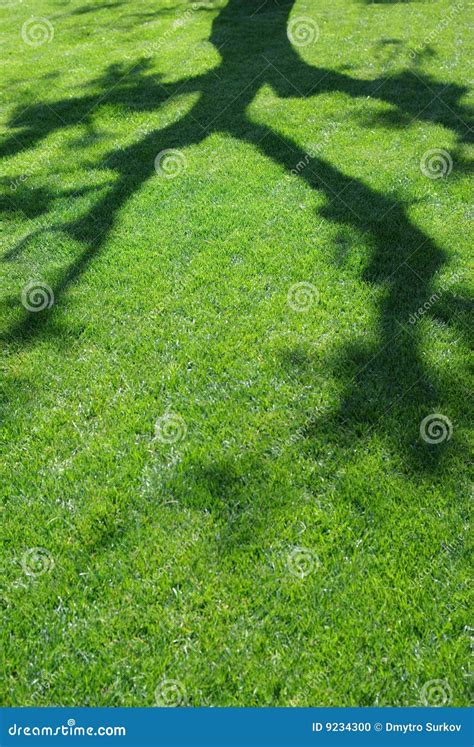 Summer Shade stock photo. Image of branches, grass, light - 9234300