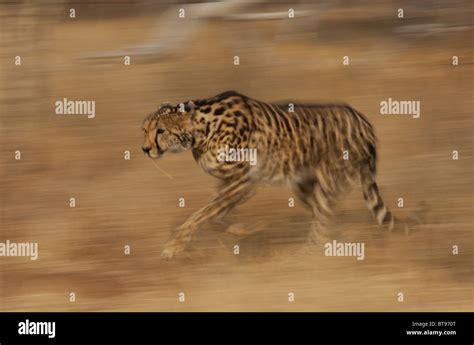 King cheetah at speed hi-res stock photography and images - Alamy