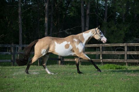 696 best images about Buckskin on Pinterest