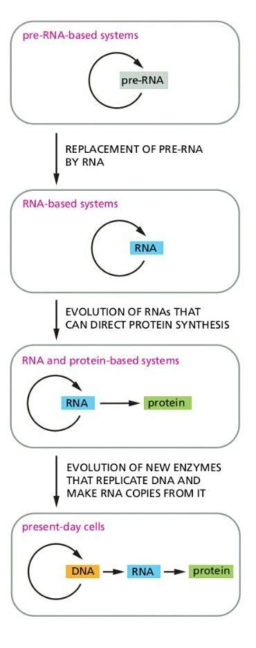 Theory of RNA world. Begginnings of LIFE