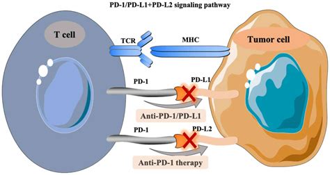 Current progress and prospect of immune checkpoint inhibitors in ...