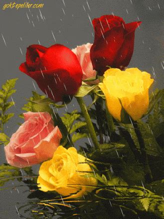 Gifs De Rosas En Movimiento Con Lluvia