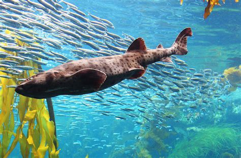 Swellshark | Cephaloscyllium ventriosum | Shark Database