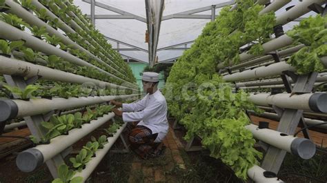 Keren, Santri Hasilkan 1,2 Ton Sayur Per Bulan dari Kebun Hidroponik - Bagian 3