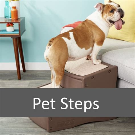 How Pet Stairs May Help Your Pet Onto Furniture | Elderly Pet Organization