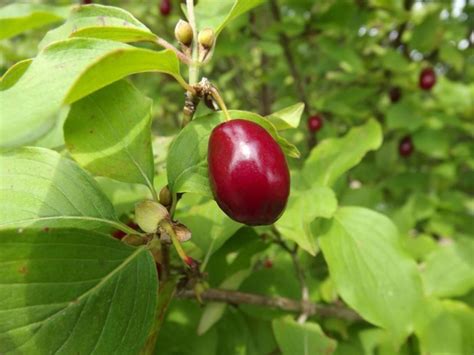 Cornus mas 'Violacea' - purple-fruit cornelian-cherry dogwood | The Dawes Arboretum