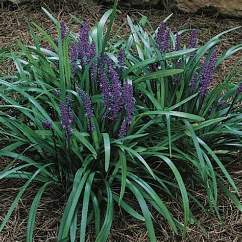 Liriope Grass ( evergreen giant ) - True Green Nursery