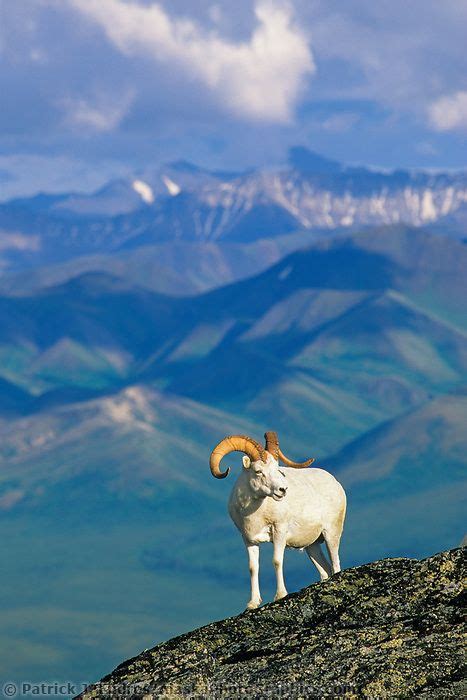 Dall sheep ram stands atop a rock outcrop on a mountain ridge in the Alaska Range, Denali ...