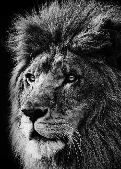 'lion face black and white ' Poster, picture, metal print, paint by mk studio | Displate