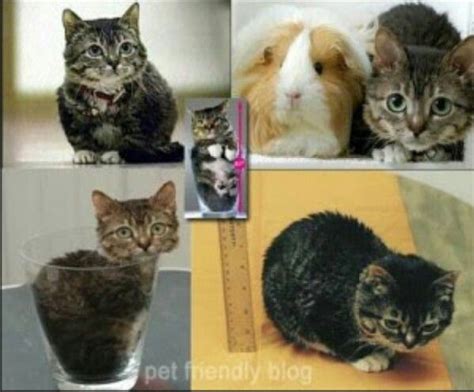 The real Mr Peebles smallest cat in the world | Tiny cats, Fluffy kittens, Pretty cats