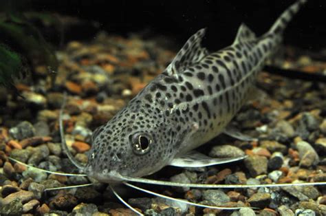 Pictus Catfish Care Guide (Diet, Tank, Breeding) | Fish Keeping Advice