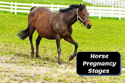 Horse Pregnancy Stages: Symptoms & Proper Care (With Pictures)