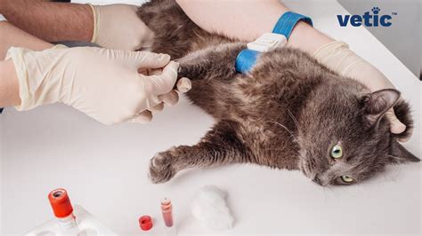 CRP and Rabies Cat Vaccines: Protection from Viral Diseases