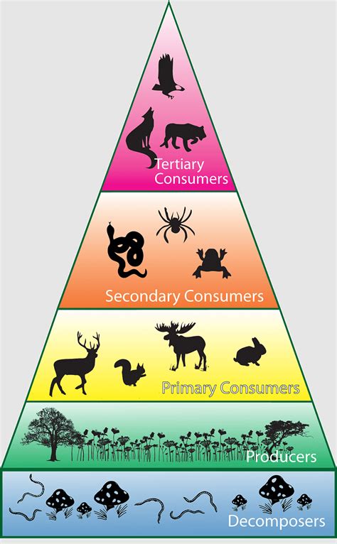 Food Chin, Trophic level, Ecological pyramid, energy Flow, food Chain, Biodiversity, food ...