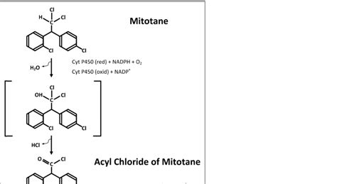 What Effect Does Mitotane Have On Canines