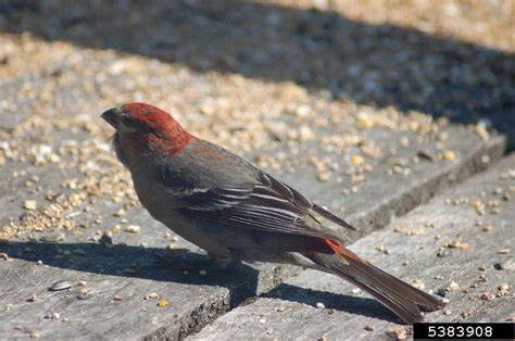 Pine Grosbeak - Pinicola enucleator | Wildlife Journal Junior