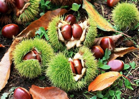 Chinese Chestnuts ~ C & C Chestnuts