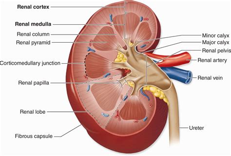 What Is the Primary Function of the Minor Calyces