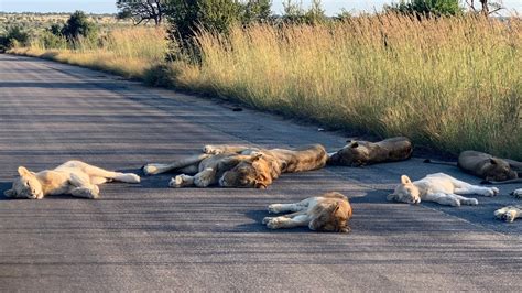 These lions are enjoying the absence of visitors in Kruger National ...