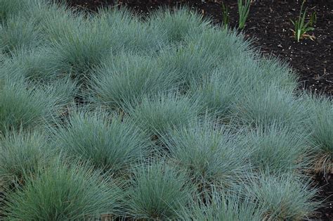 Blue Fescue Grass - Festuca Ovina Glauca - Exotic Ornamental Grass - 2 | Seeds for Africa