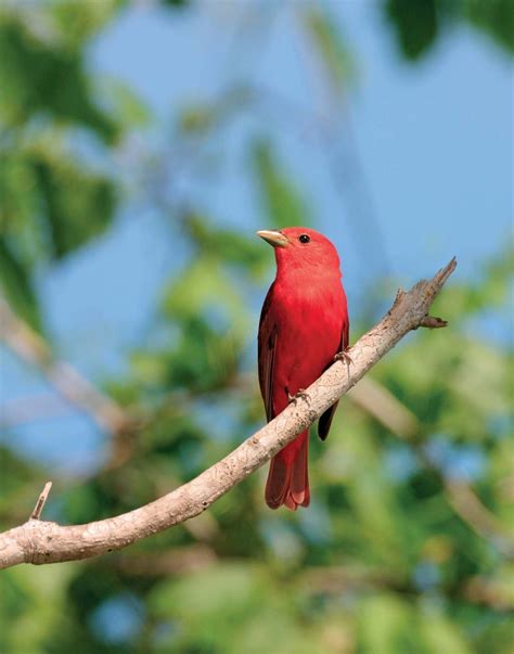 Tanager | Description, Species, & Facts | Britannica