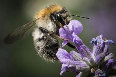 How Do Bees Drink Nectar Exactly? | Science Times